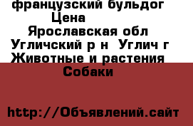  французский бульдог › Цена ­ 7 000 - Ярославская обл., Угличский р-н, Углич г. Животные и растения » Собаки   